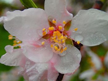 Close-up of flower against blurred background