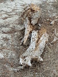 Close-up of tree trunk