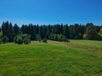 Scenic view of grassy field against clear blue sky