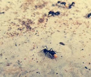 Ant on beach