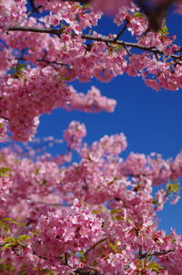 Low angle view of cherry blossom