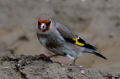 Close-up of bird perching on rock