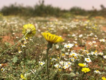 Close-up of yellow flowers blooming on field