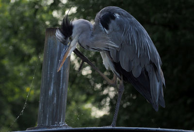 Close-up of bird perching on wood