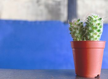 Close-up of potted plant on table