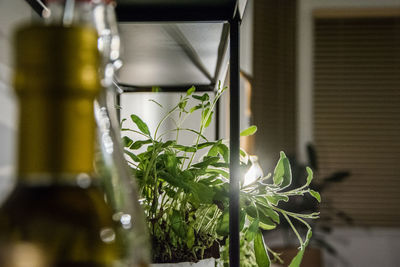 Close-up of potted plant