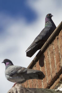 Low angle view of bird perching on wall