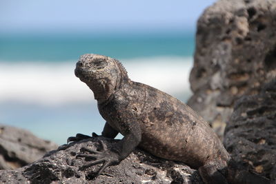 Close-up of lizard on rock