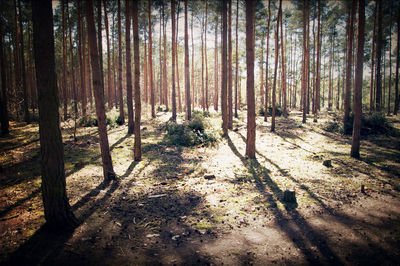 Trees in forest