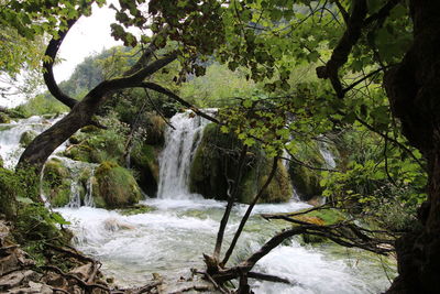 Scenic view of waterfall in forest