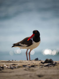 Close-up of bird perching on sand at beach