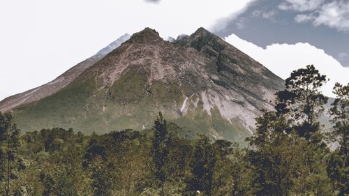 Low angle view of trees on mountain against sky