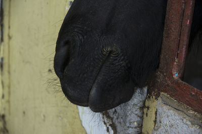 Close-up of elephant