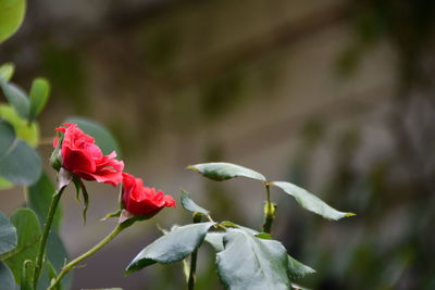 Close-up of rose plant