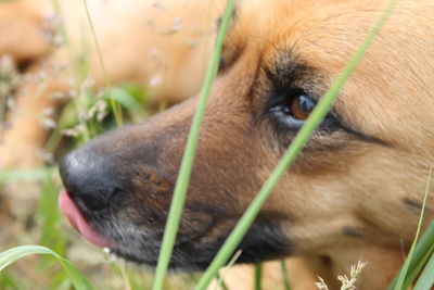 Close-up of dog