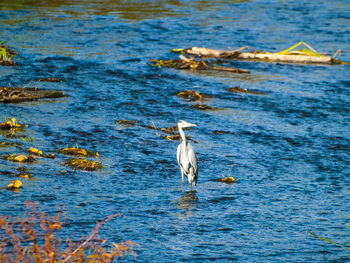 High angle view of gray heron perching on lake