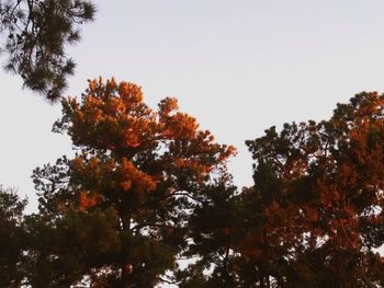 Low angle view of trees against clear sky