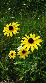 Close-up of yellow flower