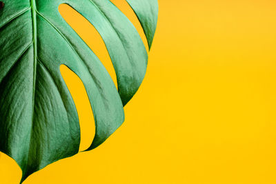 Close-up of yellow leaf over white background