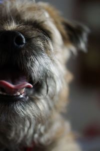 Close-up of dog sticking out tongue