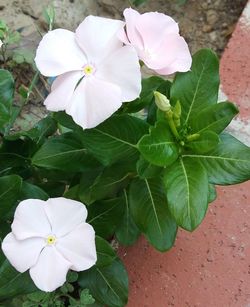 Close-up of pink flower blooming in garden