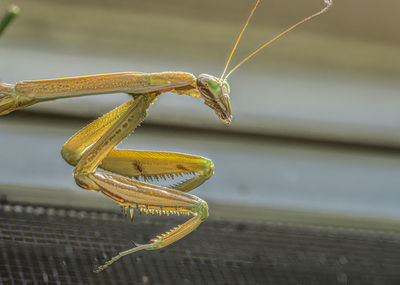 Close-up of a praying mantis perched on your window screen