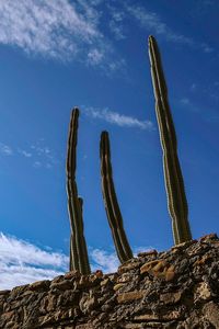 Low angle view of cactus against sky