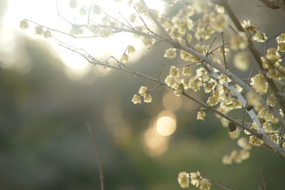 Close-up of insect on cherry blossom