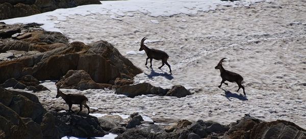 Horses standing on rock during winter