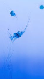 Close-up of jellyfish swimming in sea