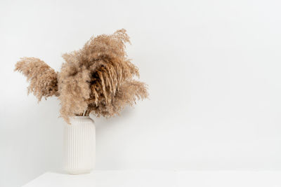 White vase of dry flowers over white wall with copy space