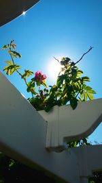 Low angle view of pink flowers blooming against blue sky