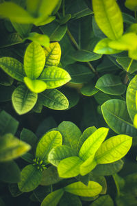 High angle view of yellow flowering plant leaves