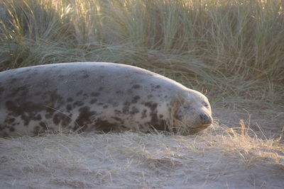 View of an animal sleeping on grass