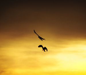 Low angle view of silhouette birds flying in sky