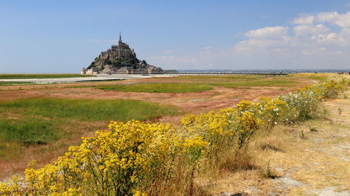 Le mont-saint-michel rises on the horizon above the plain with grasses and flowers