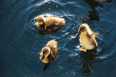 High angle view of ducklings swimming in lake