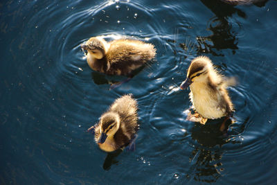 High angle view of mallard duck swimming in lake