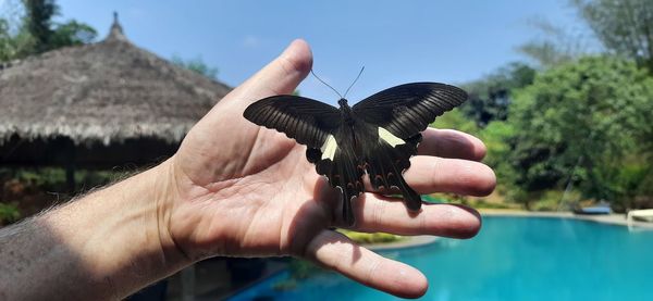 Close-up of hand holding leaf in swimming pool