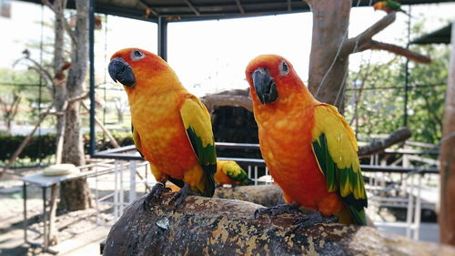 Close-up of parrot perching on branch