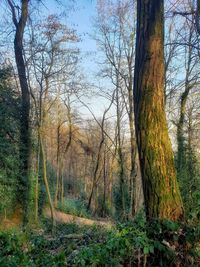 Trees in forest