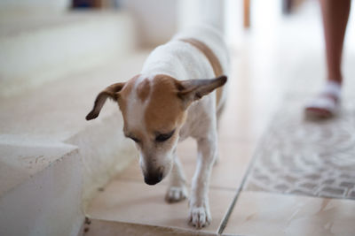 Close-up of dog