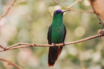 Close-up of bird perching on branch