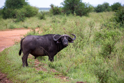 Side view of horse on field