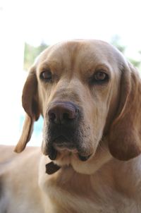 Close-up portrait of dog