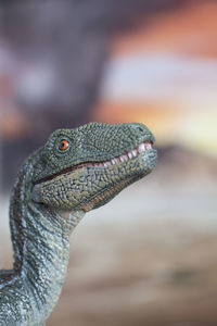 Close-up of a bird