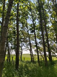 Trees in forest