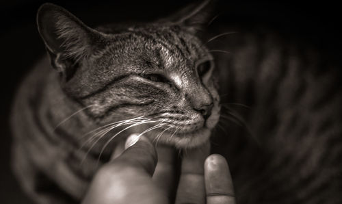 Close-up of hand with cat