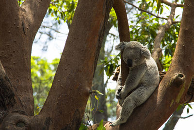Koala siesta