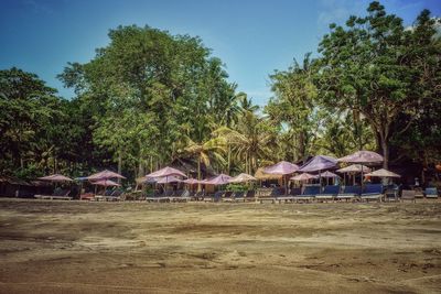 Trees in park